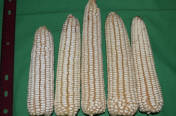 corn.png